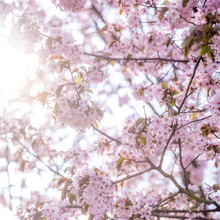 Load image into Gallery viewer, Japanese Cherry Blossom
