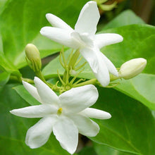 Load image into Gallery viewer, Wild Jasmine
