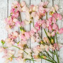Load image into Gallery viewer, Sweet Pea
